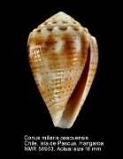 Conus miliaris pascuensis